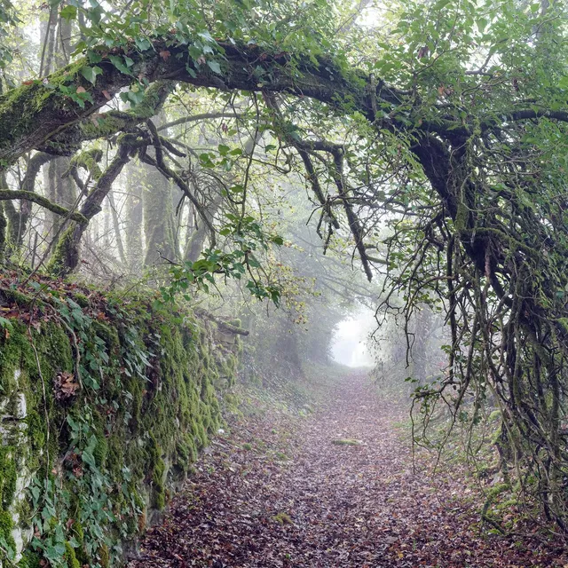 Chemin creux couvert de mousse