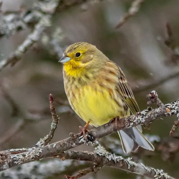 Bruant jaune