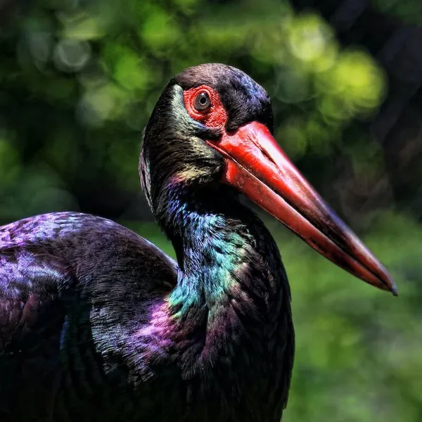 Cigogne noire