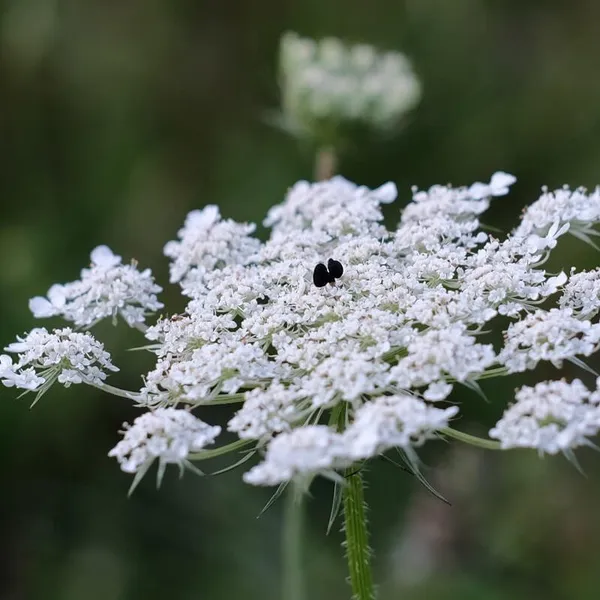 Filipendule vulgaire
