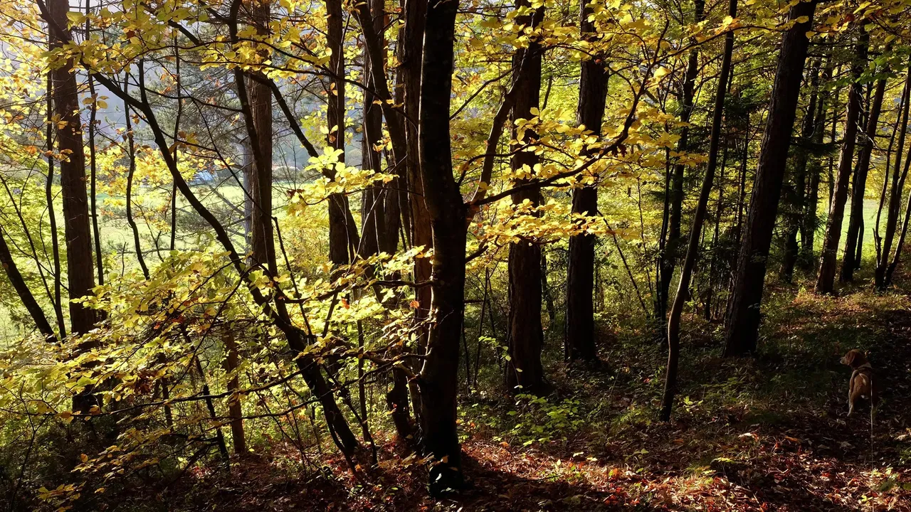 Forêt de feuillus intacte