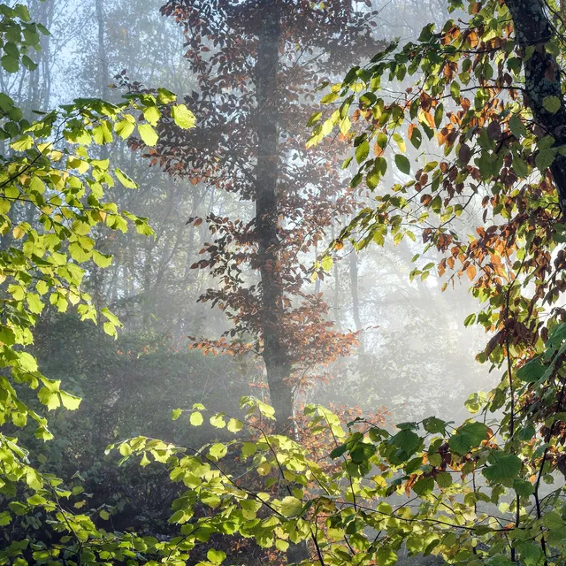 Feuillages dans la brume