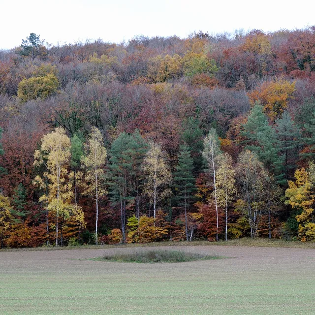 Forêt d'automne au-dessus d'un champ