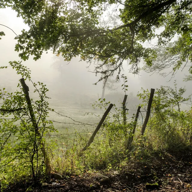 Lisière dans la brume