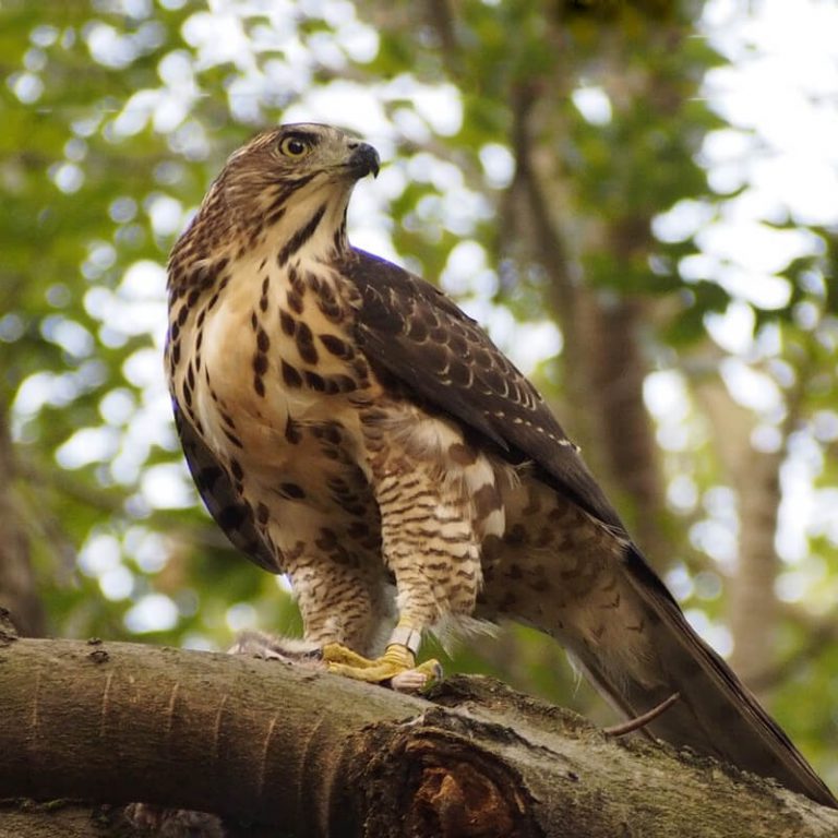 Goshawk