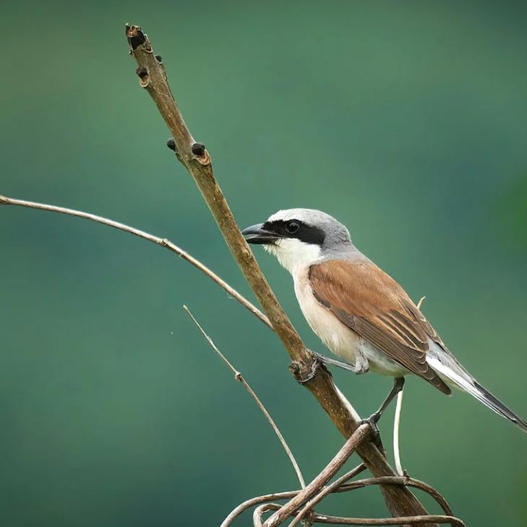 Red-backed Shrike