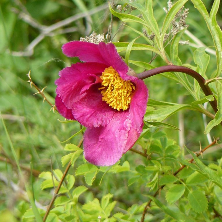 Wild peony