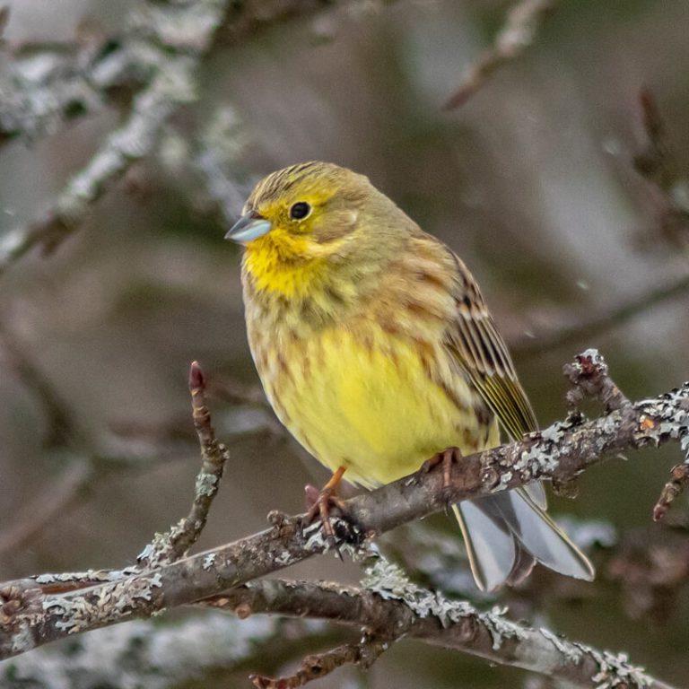 Yellowhammer