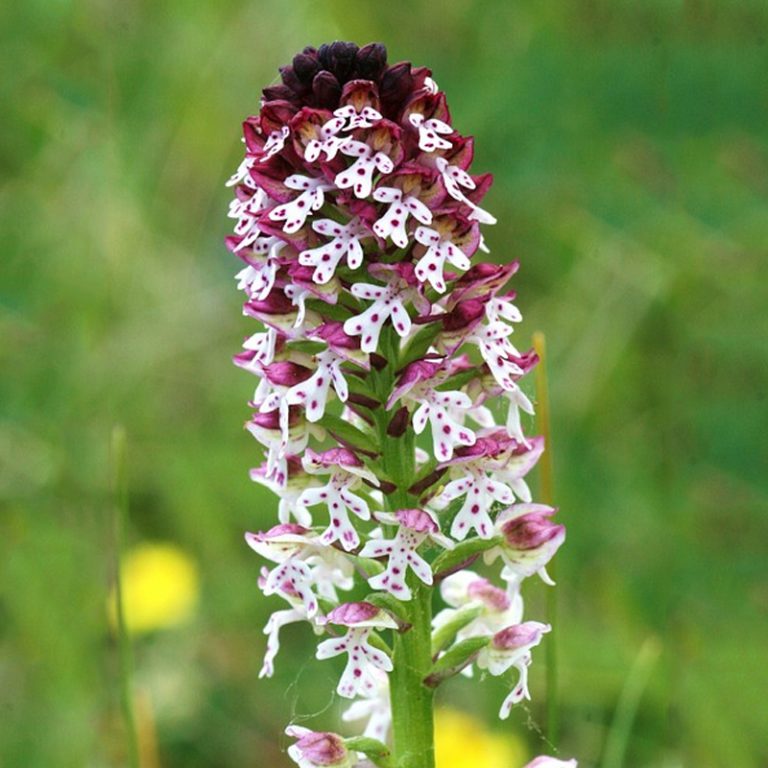 burnt orchid